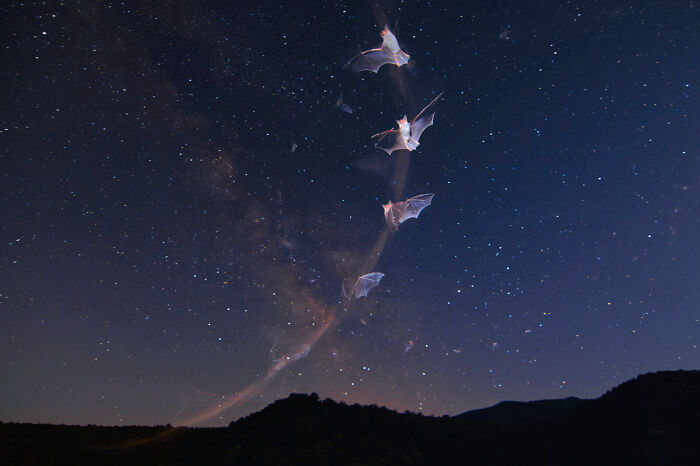 Bats flying against a starry night sky, showcasing nature photography in an award-winning shot.