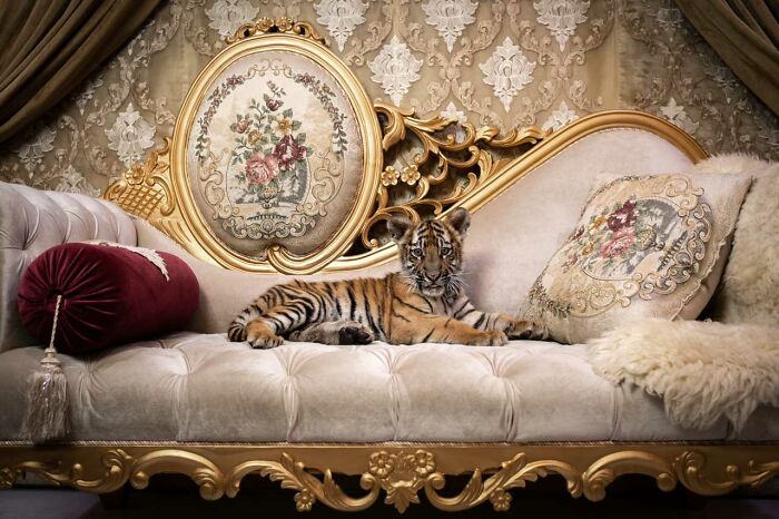 Tiger cub lounging on an ornate sofa, showcasing nature's elegance.