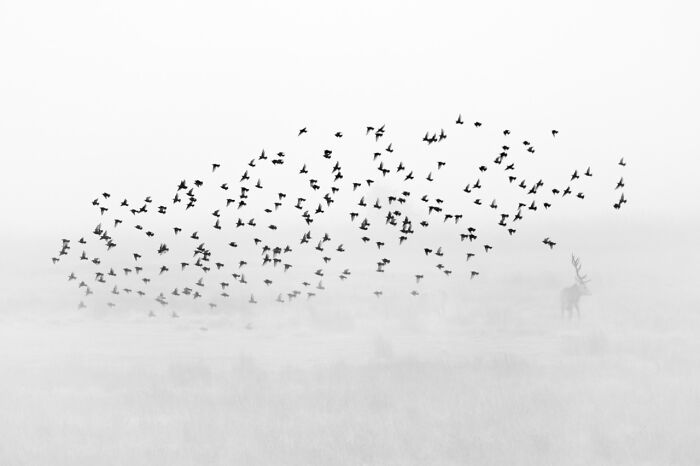 Flock of birds in a misty landscape with a stag, showcasing nature's beauty, Nature Photographer of the Year 2024.