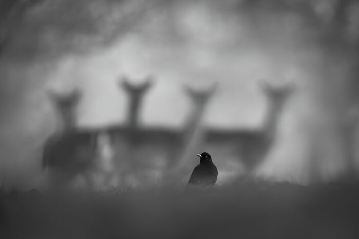 Blackbird in focus with deer silhouettes in the background, captured at Nature Photographer of the Year 2024 Awards.