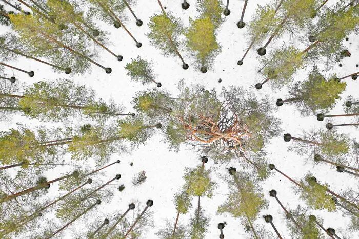 Aerial view of snow-covered forest with scattered trees, highlighting the beauty captured by a Nature Photographer of the Year 2024 winner.