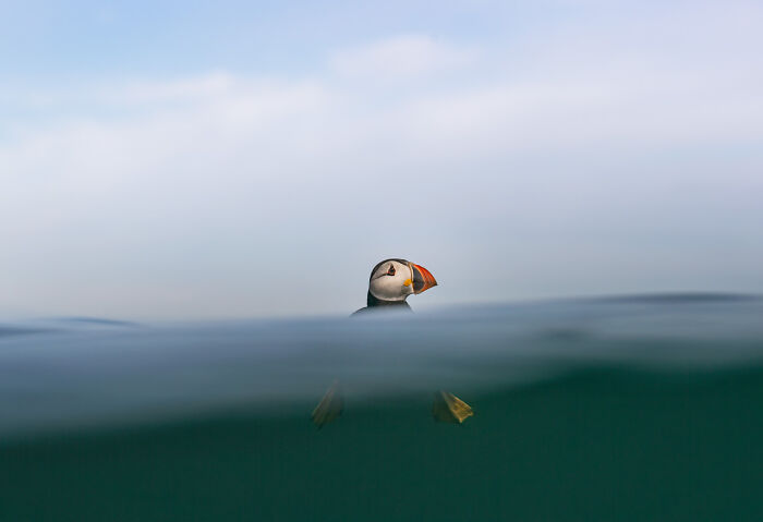 Puffin partially submerged in calm water, showcasing its colorful beak; Nature Photographer of the Year 2024 winner.