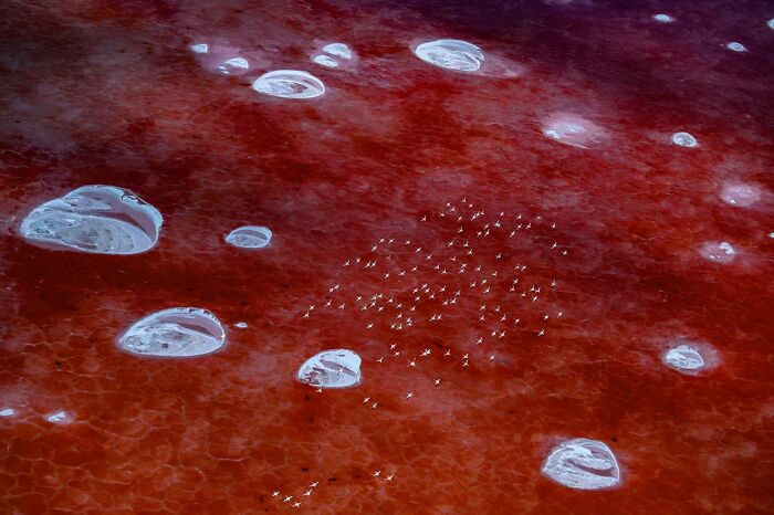 Aerial view of white birds on a red salt lake, Nature Photographer of the Year 2024.