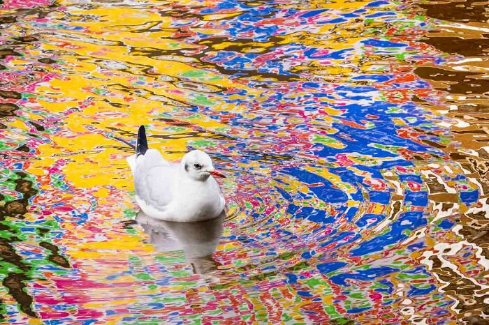 A seagull floats on vividly colorful water at the Nature Photographer of the Year 2024 Awards.