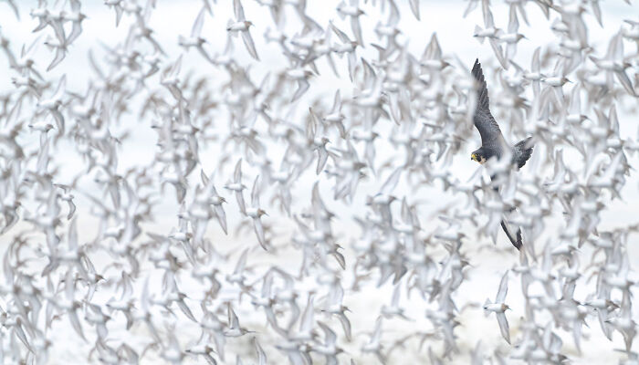 Flock of birds in flight with a falcon, showcasing nature photography excellence.