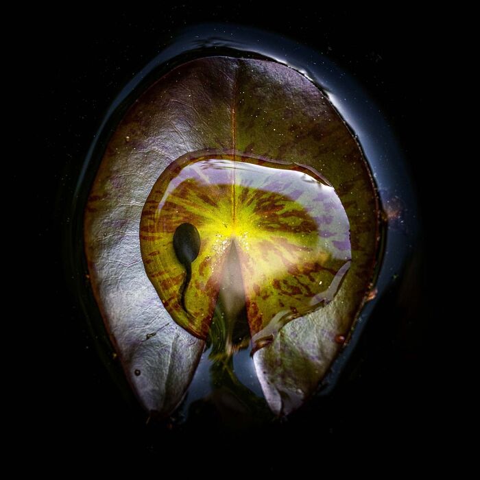 Stunning nature photograph showcasing a leaf with a tadpole in the Nature Photographer of the Year 2024 Awards.