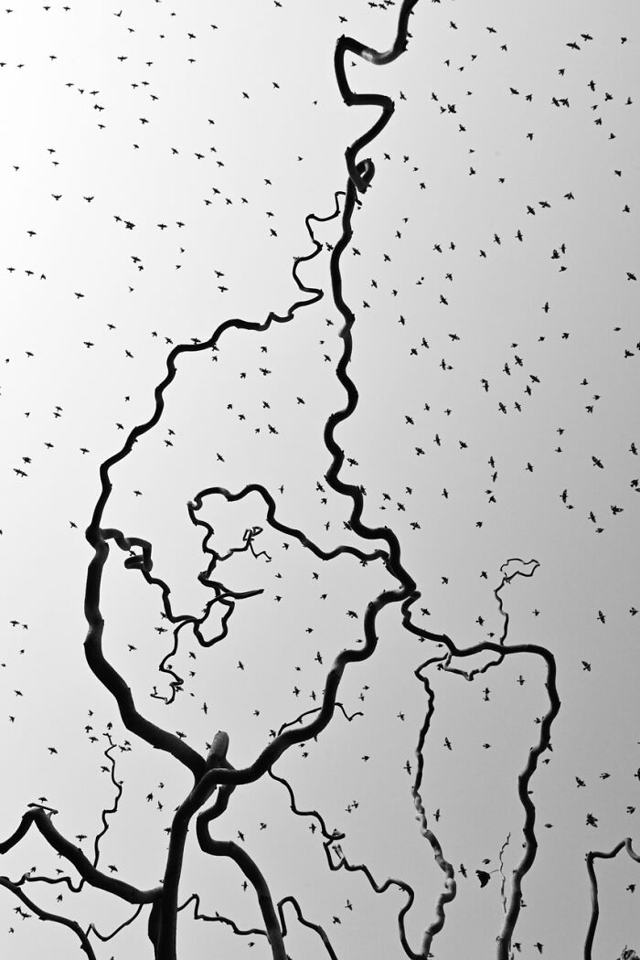 Aerial view of a winding river with birds, captured during the Nature Photographer of the Year 2024 awards.