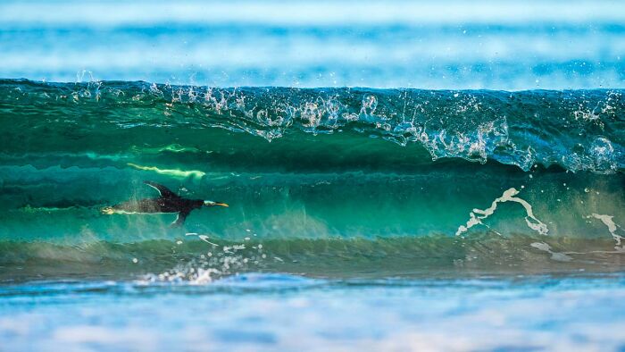 Penguin surfing through a clear ocean wave, capturing nature's beauty at the Photographer of the Year 2024 Awards.