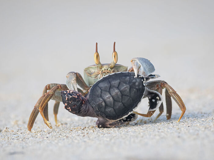 Crab holding a baby sea turtle on sand, capturing nature's intriguing moments.