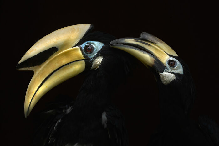 Two hornbills facing each other on a dark background, showcasing nature's beauty for the Nature Photographer of the Year 2024.