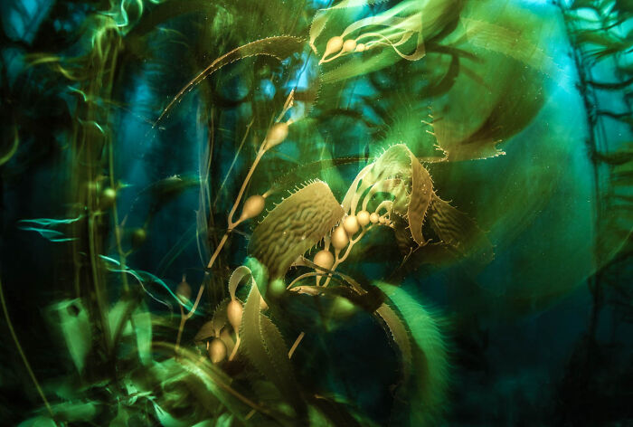 Underwater kelp forest captures vibrant light in an award-winning nature photograph.