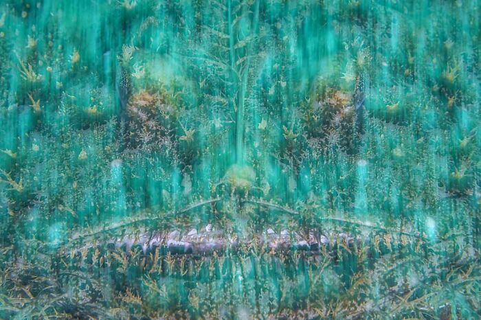 Winner photo from Nature Photographer of the Year 2024, showcasing a camouflaged fish in underwater vegetation.