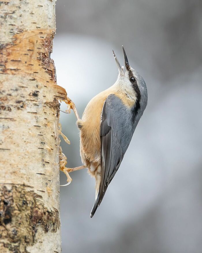 Photographer Raf Raeymaekers Shows Us Birds In A Unique Way