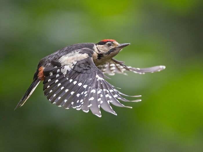Photographer Raf Raeymaekers Shows Us Birds In A Unique Way