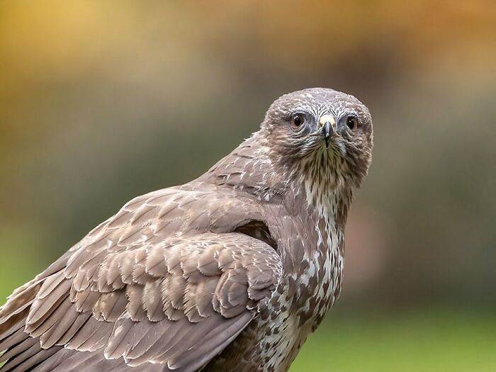 Photographer Raf Raeymaekers Shows Us Birds In A Unique Way