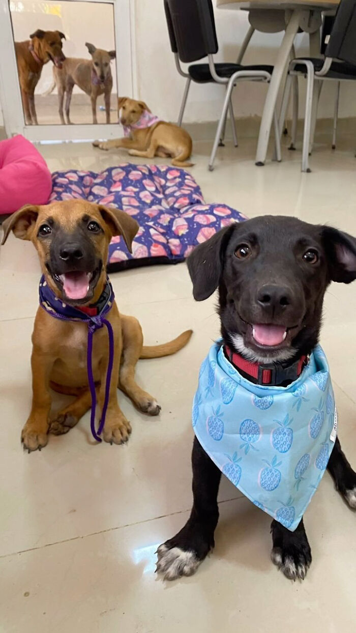 Two happy puppies with bandanas indoors after rescue and glow-up.