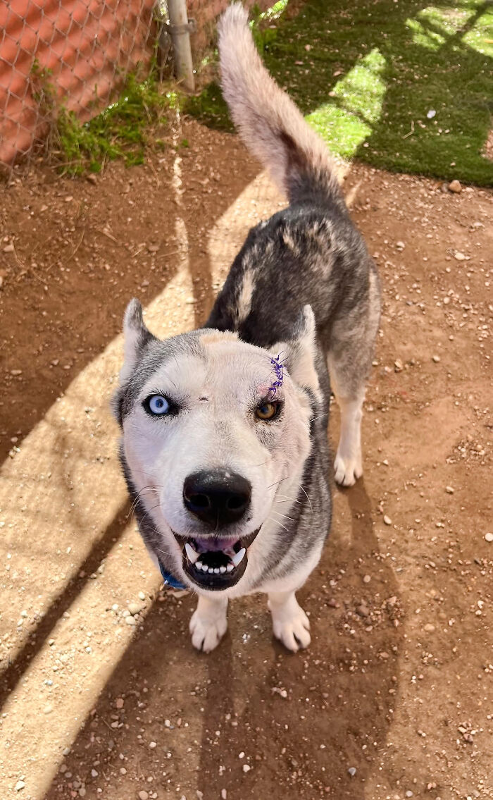 Resilient husky with heterochromia, recovering from wounds, stands in a shelter yard waiting for adoption.