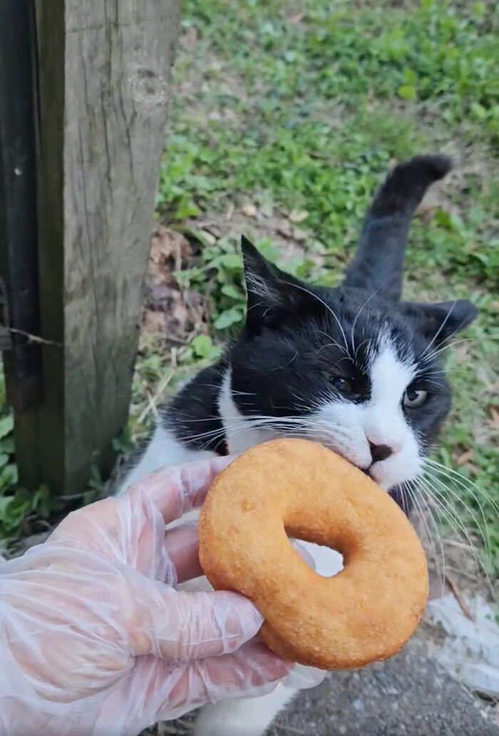 This Local Donut Shop Waiting Line Always Starts Behind A Cat Who’s Obsessed With Sweet Treats This Local Donut Shop Waiting Line Always Starts Behind A Cat Who’s Obsessed With Sweet Treats