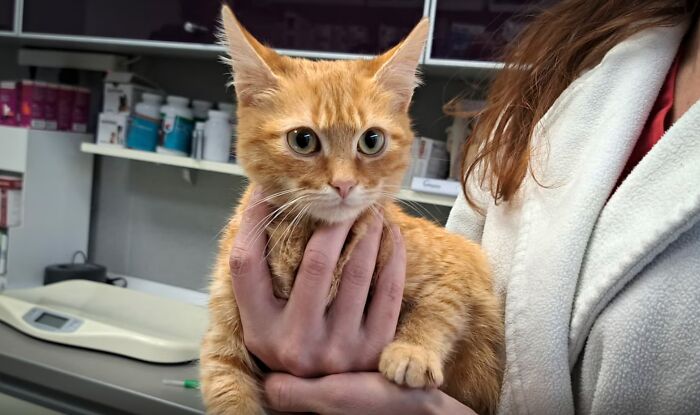 Person holding an orange kitten in a veterinary setting, associated with survival story keywords.