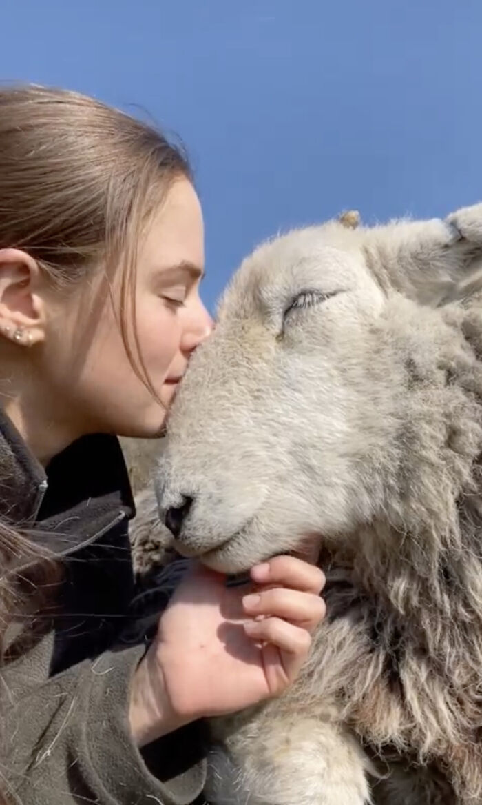 Woman affectionately nuzzling a sheep, highlighting a different side to sheep few people see.