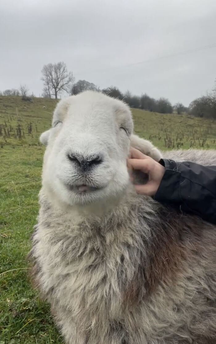 Woman gently petting a sheep in a lush green field, showcasing a unique side of sheep behavior.