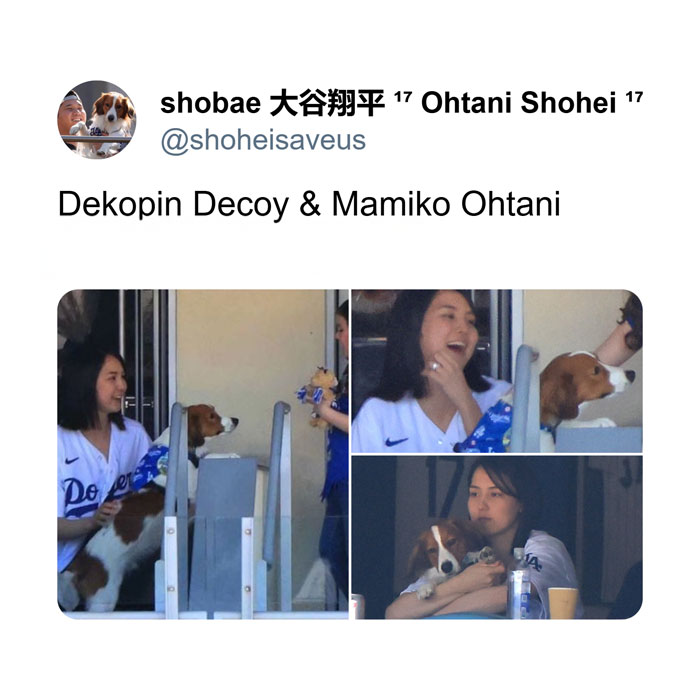 Collage of a woman, referred to as Mamiko Ohtani, at a Dodgers game with a beagle named Dekopin Decoy, smiling and cuddling the dog.