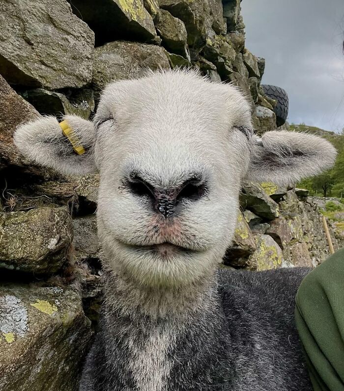 Close-up of a sheep with a gentle expression, showcasing an unseen side to sheep.