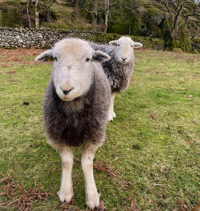 Sheep in a grassy field showcasing a different, rarely seen side to their nature.
