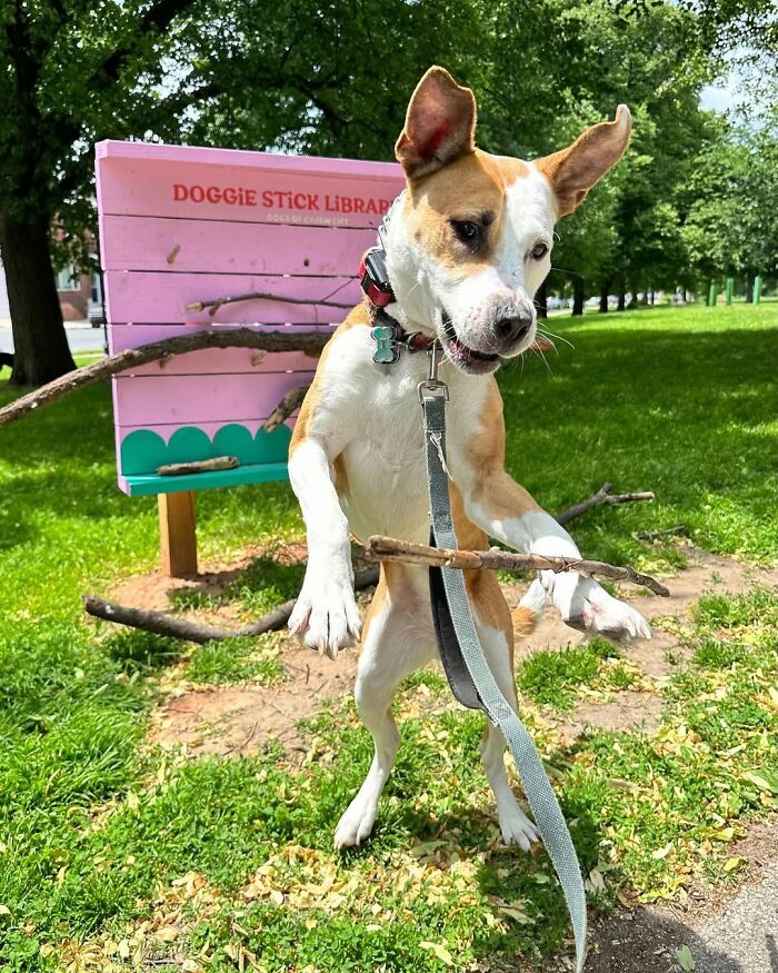 Dog jumping with stick near "Doggie Stick Library," surrounded by grass and trees. Dog jumping with stick near "Doggie Stick Library," surrounded by grass and trees.