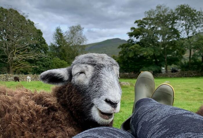 Woman relaxing with a friendly sheep in a peaceful countryside setting.