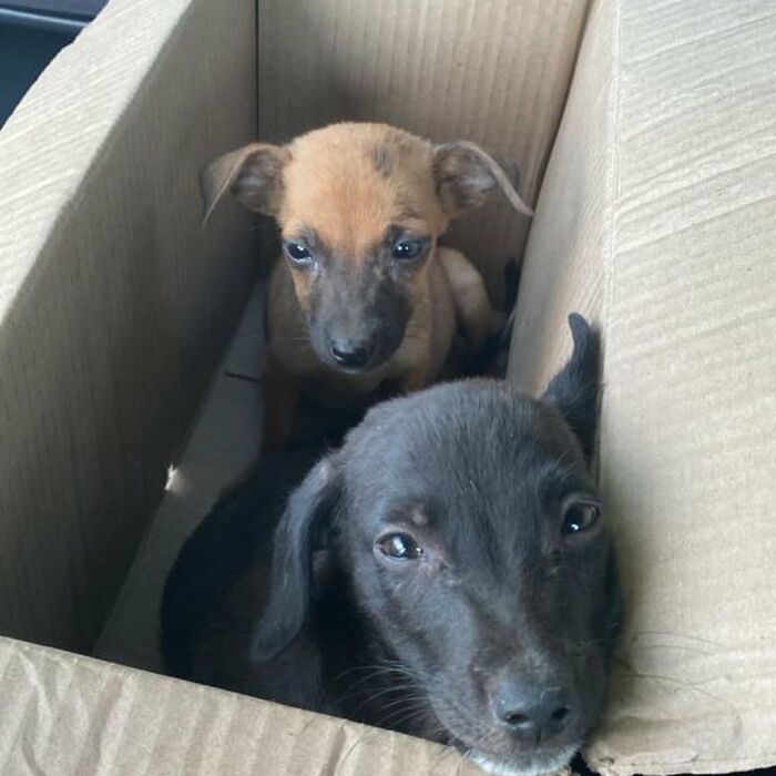 Two tiny puppies found in a cardboard box, awaiting rescue and a major glow-up.