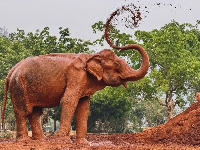 Rescued elephant joyfully tossing mud, finally experiencing freedom in nature after 80 years. Rescued elephant joyfully tossing mud, finally experiencing freedom in nature after 80 years.