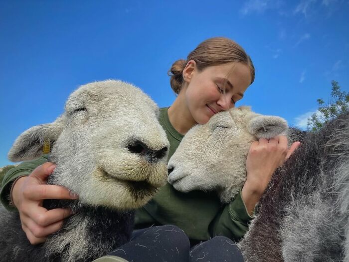 A woman cuddles peacefully with two sheep, showcasing a different side to sheep under a clear blue sky.