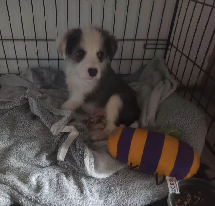 Puppy sitting in a crate on blankets, looking up attentively in Romania's cat sanctuary. Puppy sitting in a crate on blankets, looking up attentively in Romania's cat sanctuary.