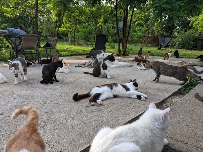 Cats lounging at Romania's largest cat sanctuary, surrounded by greenery and patio furniture. Cats lounging at Romania's largest cat sanctuary, surrounded by greenery and patio furniture.