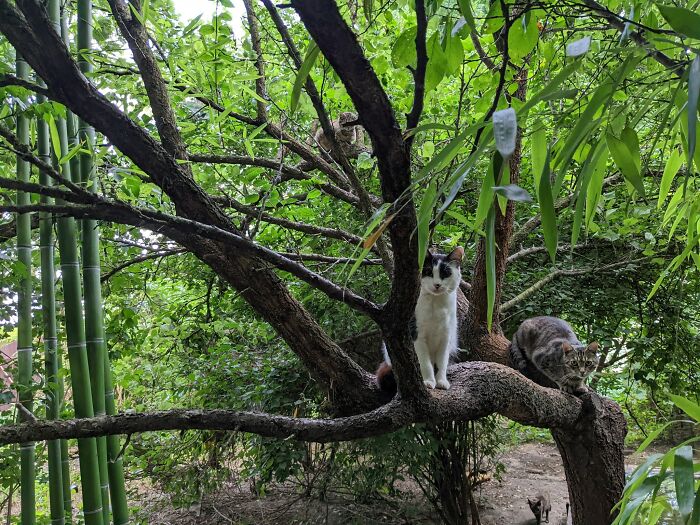 Cats explore a tree at Romania's largest cat sanctuary, nestled in lush greenery. Cats explore a tree at Romania's largest cat sanctuary, nestled in lush greenery.