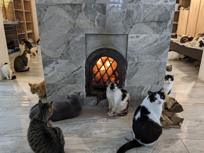 Cats lounging by a cozy fireplace at Romania's largest cat sanctuary. Cats lounging by a cozy fireplace at Romania's largest cat sanctuary.