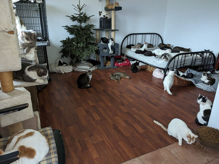 Cats at Romania’s largest sanctuary, lounging on beds and play areas in a cozy room. Cats at Romania’s largest sanctuary, lounging on beds and play areas in a cozy room.
