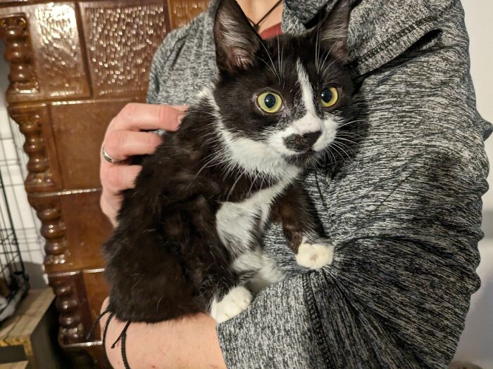 A caretaker holding a wide-eyed black and white kitten at Romania's largest cat sanctuary. A caretaker holding a wide-eyed black and white kitten at Romania's largest cat sanctuary.