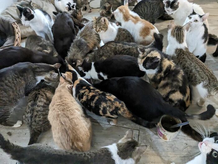 Cats gather at Romania's largest cat sanctuary, cared for daily. Cats gather at Romania's largest cat sanctuary, cared for daily.
