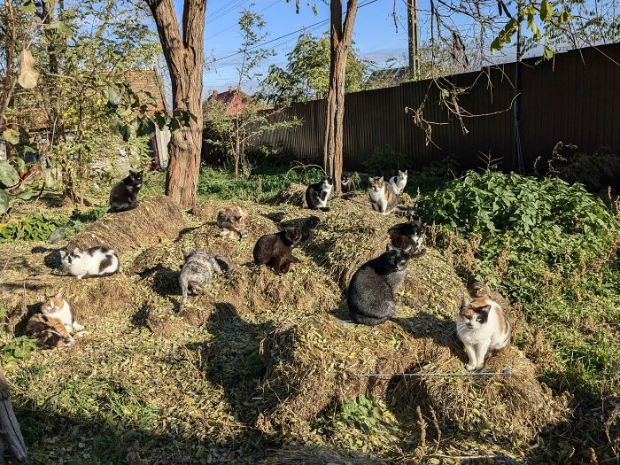 Cats relaxing in Romania's largest sanctuary, peacefully gathered in a sunlit garden area surrounded by trees. Cats relaxing in Romania's largest sanctuary, peacefully gathered in a sunlit garden area surrounded by trees.