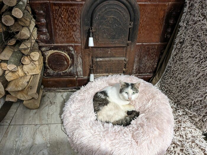 A cozy cat in Romania's largest sanctuary rests in a fluffy pink bed by a rustic stove. A cozy cat in Romania's largest sanctuary rests in a fluffy pink bed by a rustic stove.