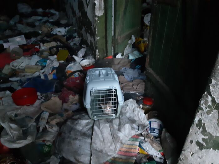 Cat sanctuary scene with a carrier surrounded by clutter, highlighting need for support. Cat sanctuary scene with a carrier surrounded by clutter, highlighting need for support.
