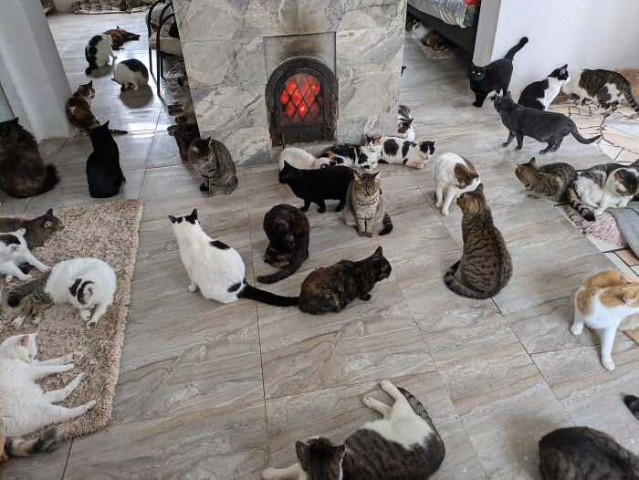 Romania's largest cat sanctuary with numerous cats gathered around a central heater, seeking warmth and comfort. Romania's largest cat sanctuary with numerous cats gathered around a central heater, seeking warmth and comfort.