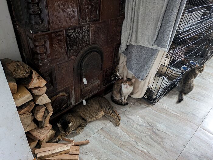 Three cats lounging in Romania's largest cat sanctuary, next to a stack of firewood and a large stove. Three cats lounging in Romania's largest cat sanctuary, next to a stack of firewood and a large stove.