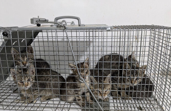 Six kittens in a wire cage, part of Romania's largest cat sanctuary caring for numerous cats daily. Six kittens in a wire cage, part of Romania's largest cat sanctuary caring for numerous cats daily.