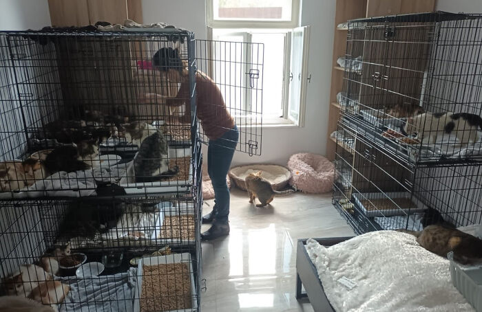 Person caring for cats in Romania’s largest cat sanctuary, tending to multiple cats in cages. Person caring for cats in Romania’s largest cat sanctuary, tending to multiple cats in cages.