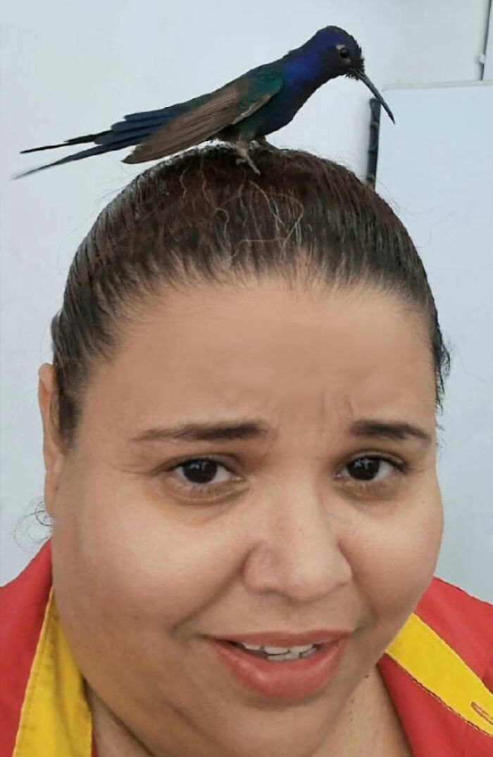 Brazilian woman smiling with a hummingbird perched on her head, illustrating a magical friendship. Brazilian woman smiling with a hummingbird perched on her head, illustrating a magical friendship.