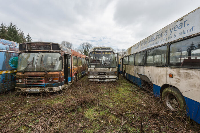 Irish ghost bus graveyard with old, abandoned buses overgrown by vegetation.