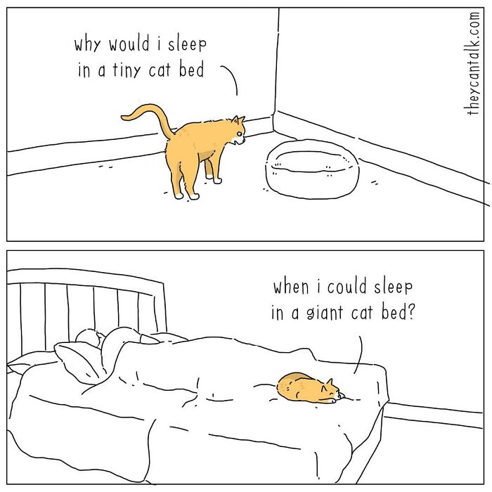 Cat comic showing a funny animal with a voice choosing a giant bed over a tiny cat bed for sleeping.